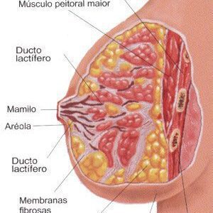 Material Teórico para el Curso de Ecografía de Glándulas Mamarias: Diagnóstico de Precisión y Guía Intervencionista