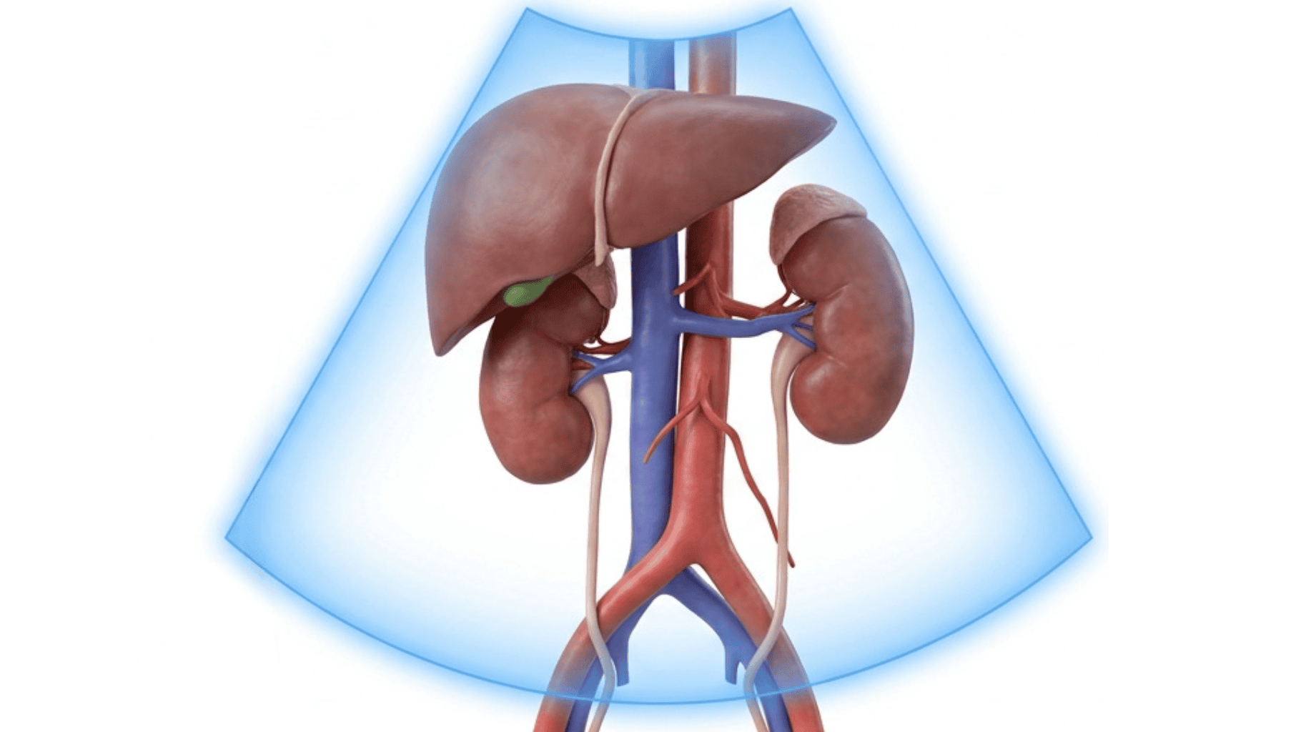 Material Teórico para el Curso de Ecografía Vascular Doppler Renal y Hepatoportal: Diagnóstico de Precisión y Guía Clínica para el Profesional de la Salud en Venezuela