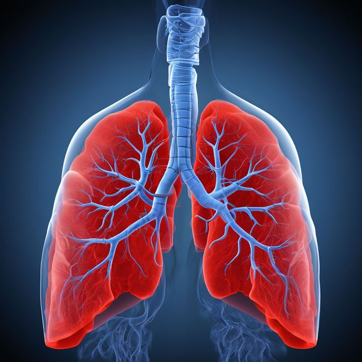 Material Teórico para el Curso de Ecografía Pulmonar y Pleural: Desde los Artefactos a la Clínica en Emergencias y UCI