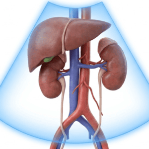 Material Teórico para el Curso de Ecografía Vascular Doppler Renal y Hepatoportal: Diagnóstico de Precisión y Guía Clínica para el Profesional de la Salud en Venezuela
